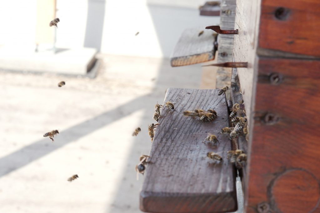 ucm uni včely